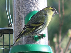 20160314 siskin